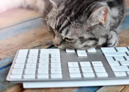 Katze auf Tastatur