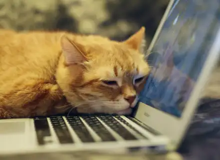 Katze Kontakformular